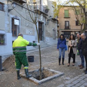 l Ayuntamiento planta nuevos árboles en las plazas de San Vicente y San Justo y el paseo de San Cristóbal