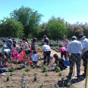 ueva plantación en el huerto del colegio “La Candelaria” de Azucaica dentro del programa municipal “Apadrina un parque”