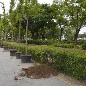 l Plan de Arbolado llega al Paseo de Recaredo con la plantación de 24 nuevas especies y una inversión de 6.000 euros