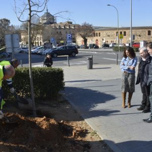 l Gobierno local continúa con la repoblación de árboles en la ciudad con plantaciones en diferentes espacios de Toledo