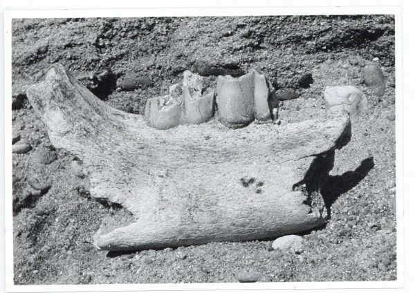 32 - Mandibula de Rinoceronte encontrada en Pinedo_1962