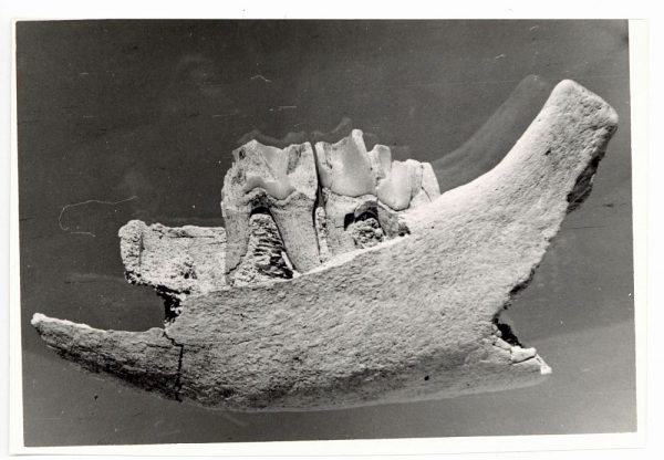 33 - Mandibula de Rinoceronte encontrada en Pinedo_1962