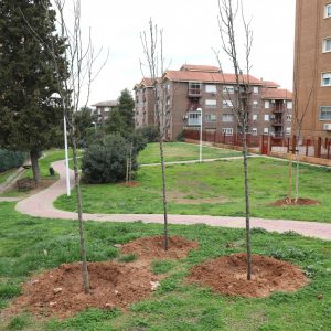 l Ayuntamiento planta 362 árboles y 10.355 arbustos por diferentes barrios de la ciudad incluidos en el Plan de Arbolado 24-25